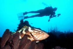 Just off West Caicos a Nassau grouper rests at a cleaning... by Jerry Hamberg 